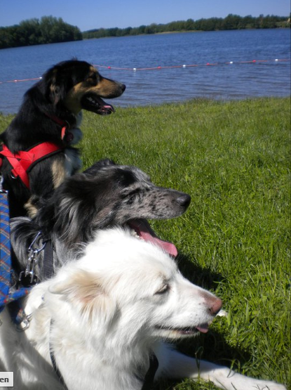 Elton (Border Collie, Collie, Golden Retriever, Labrador) Border Collie Collie Golden Retriever Labrador 